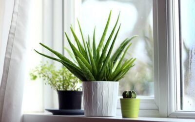 Des plantes dépolluantes pour une maison plus saine