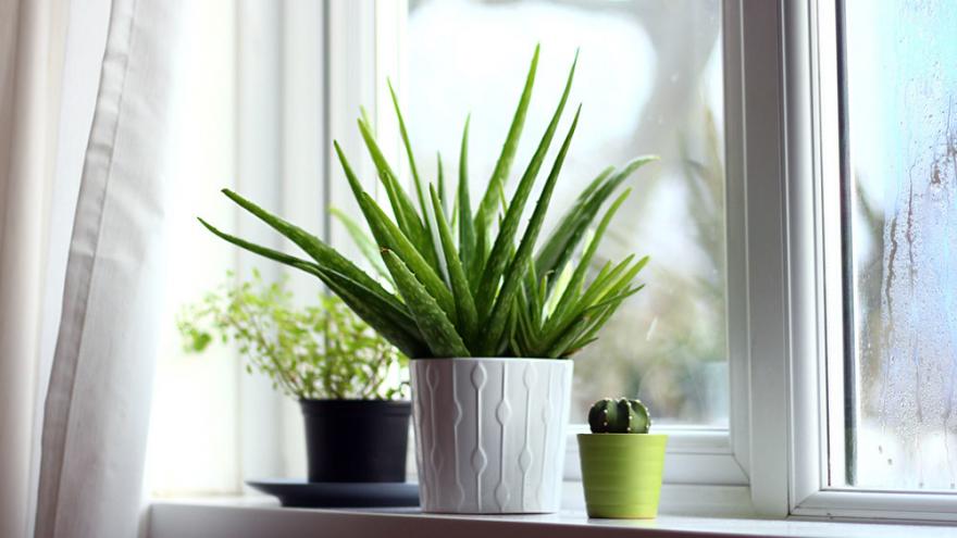 Des plantes dépolluantes pour une maison plus saine