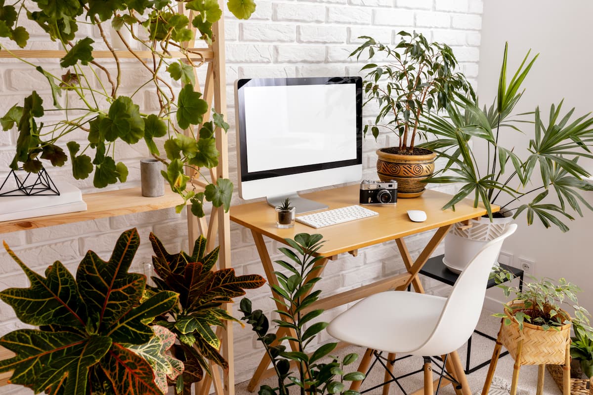 espace de travail zen des plantes